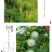 灌木种子紫穗槐刺槐猪屎豆银合欢种子公路绿化护坡固土草种籽
