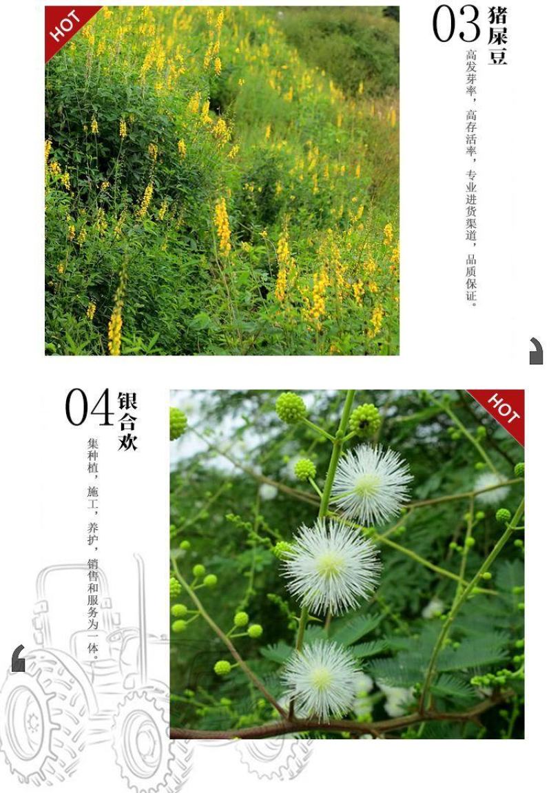 灌木种子紫穗槐刺槐猪屎豆银合欢种子公路绿化护坡固土草种籽