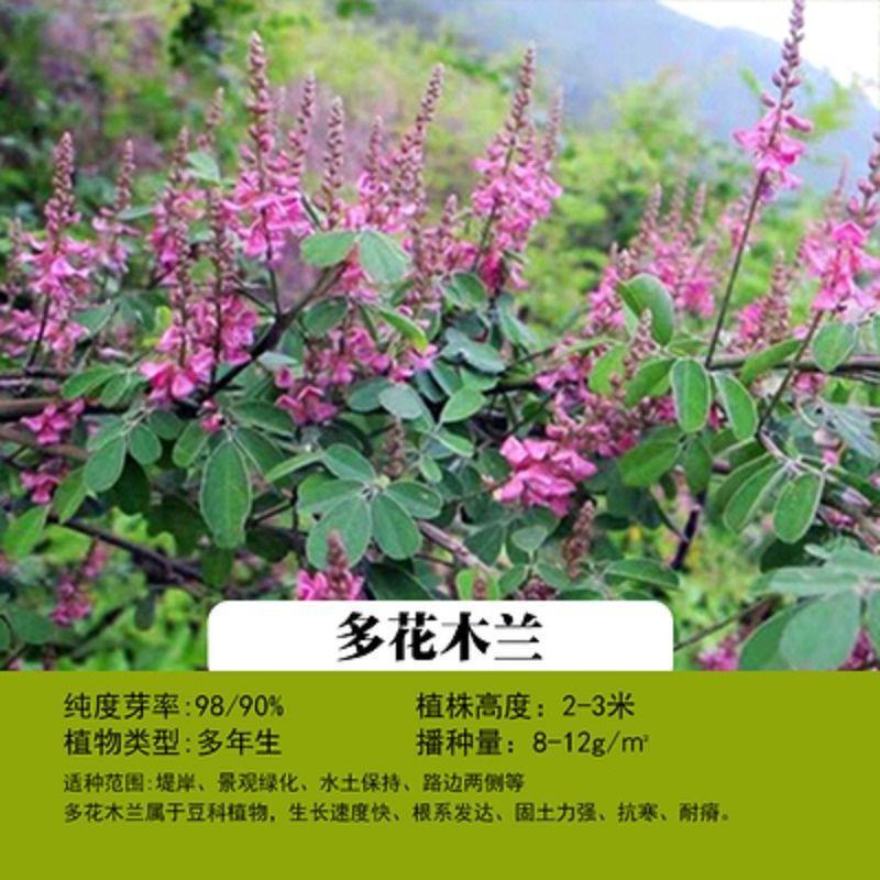 灌木种子紫穗槐刺槐猪屎豆银合欢种子公路绿化护坡固土草种籽
