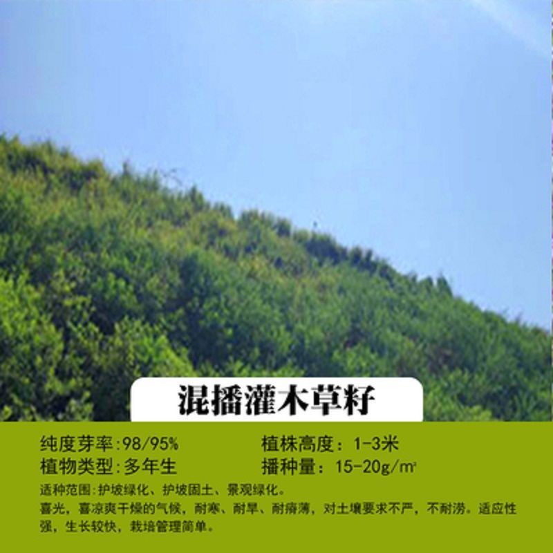 灌木种子紫穗槐刺槐猪屎豆银合欢种子公路绿化护坡固土草种籽