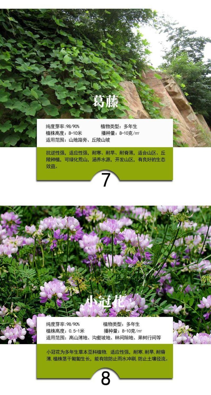 灌木种子紫穗槐刺槐猪屎豆银合欢种子公路绿化护坡固土草种籽