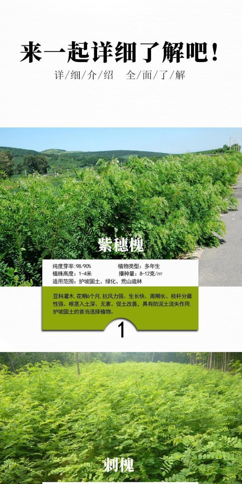 灌木种子紫穗槐刺槐猪屎豆银合欢种子公路绿化护坡固土草种籽