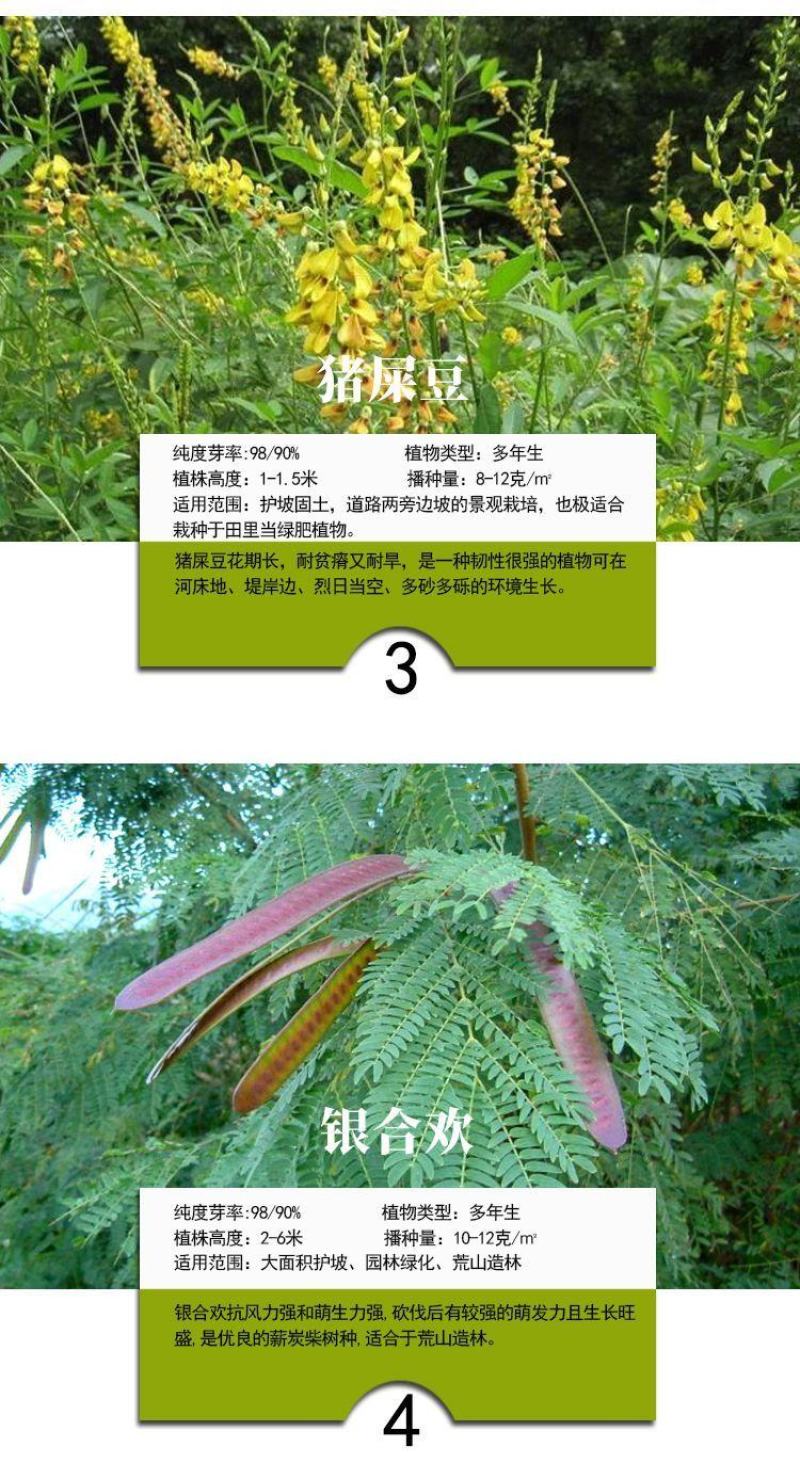 灌木种子紫穗槐刺槐猪屎豆银合欢种子公路绿化护坡固土草种籽