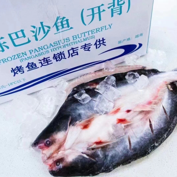 开背巴沙鱼🐟