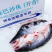 开背巴沙鱼🐟