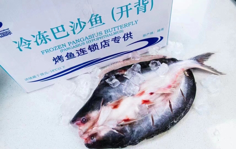 开背巴沙鱼🐟
