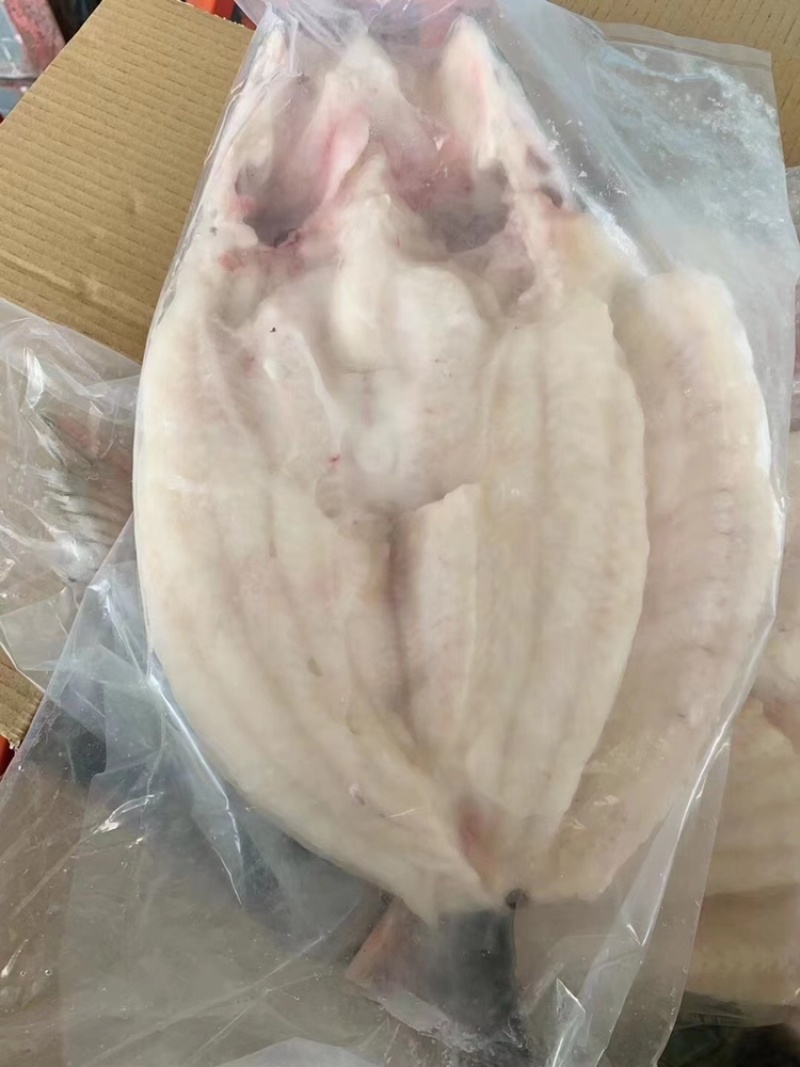 开背巴沙鱼🐟