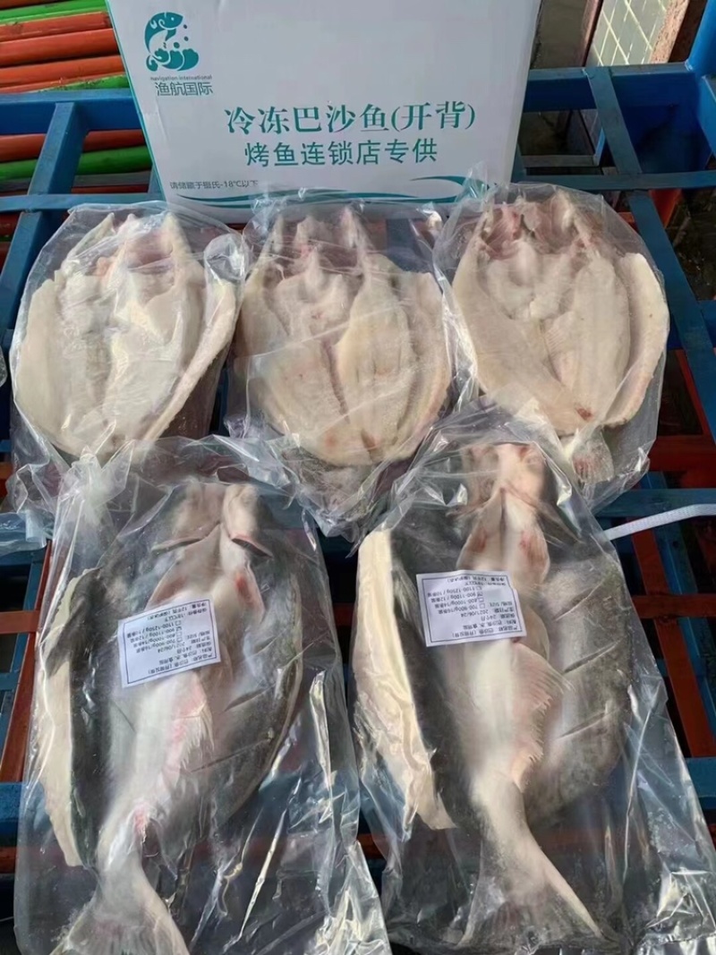 开背巴沙鱼🐟