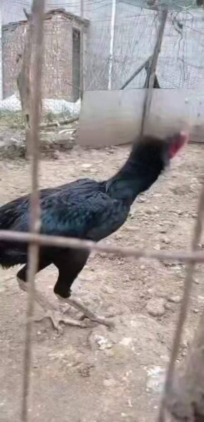 一年斗鸡