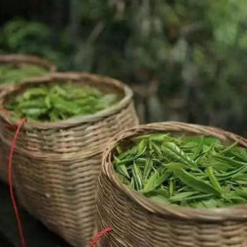一芽一叶高山白茶50斤