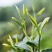 一芽一叶高山白茶50斤