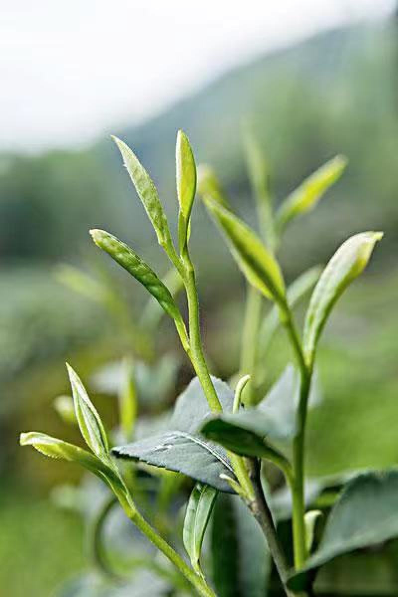 一芽一叶高山白茶50斤
