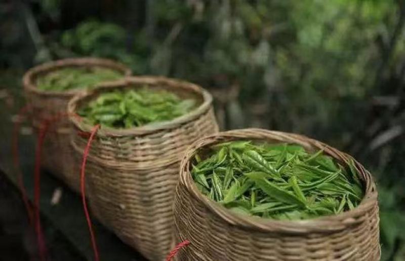 一芽一叶高山白茶50斤