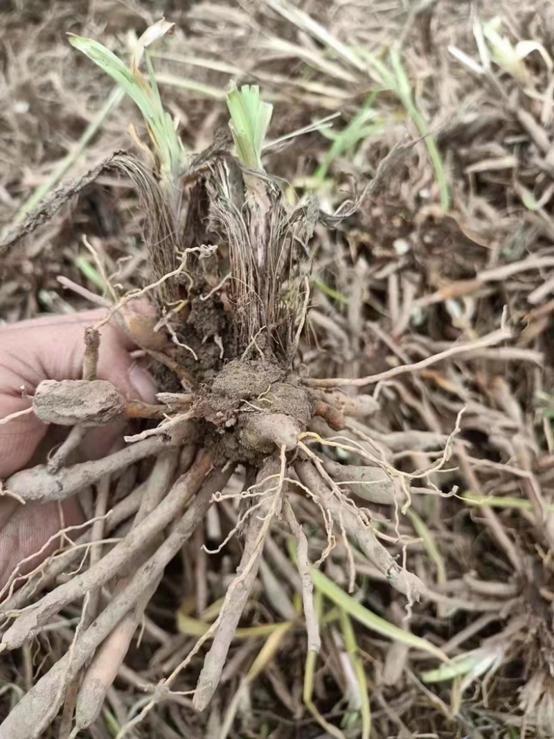 黄花菜种苗50cm以上，需要的联系我，便宜处理了