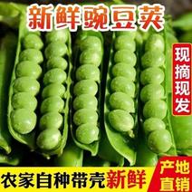 河南青豌豆，豌豆荚大量上市了，每天现摘现发，支持各种规格