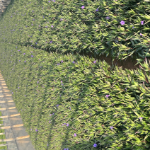 翠芦莉绿化苗木庭院种植苗木花卉自产自销