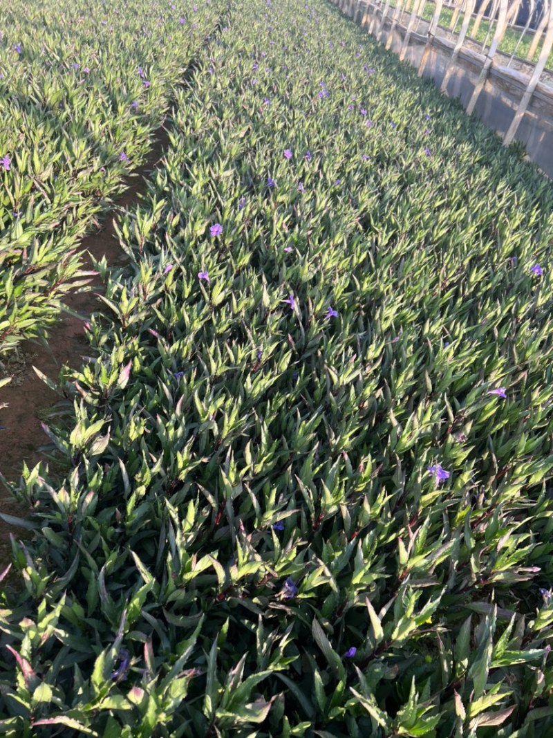 翠芦莉绿化苗木庭院种植苗木花卉自产自销