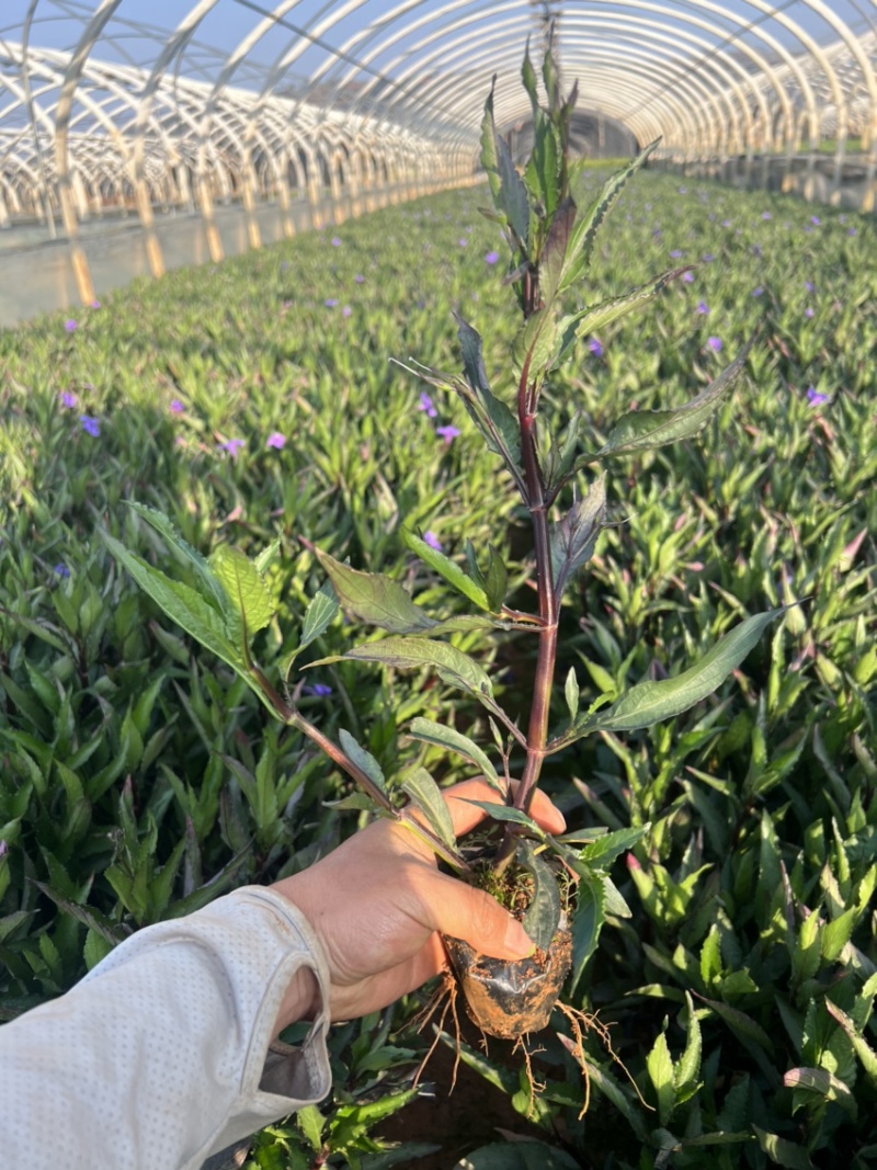 翠芦莉绿化苗木庭院种植苗木花卉自产自销