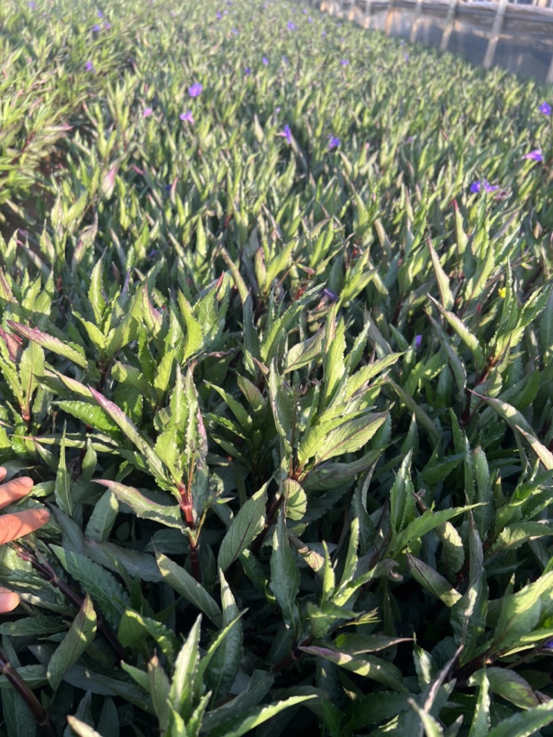 翠芦莉绿化苗木庭院种植苗木花卉自产自销