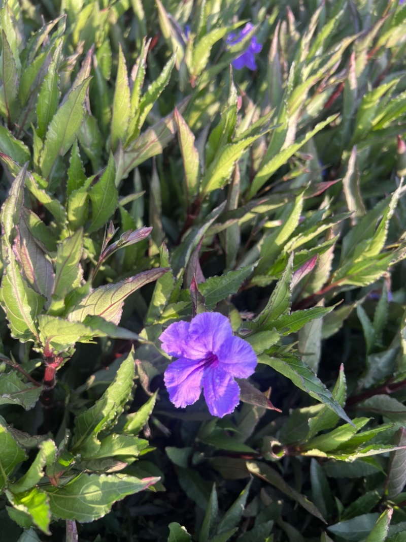 翠芦莉绿化苗木庭院种植苗木花卉自产自销