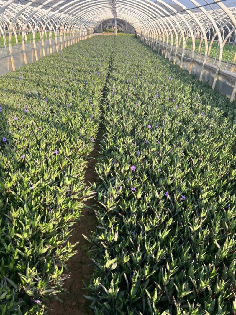 翠芦莉绿化苗木庭院种植苗木花卉自产自销