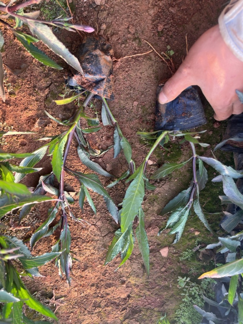 翠芦莉绿化苗木庭院种植苗木花卉自产自销