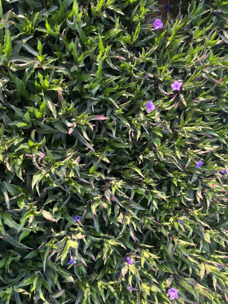 翠芦莉绿化苗木庭院种植苗木花卉自产自销