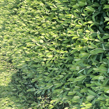 金丝桃工程用苗云南苗圃自产自销绿化色带