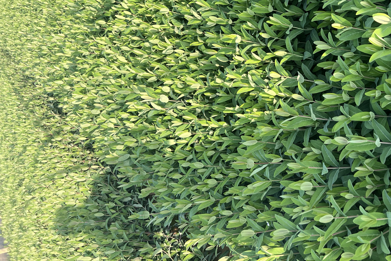 金丝桃工程用苗云南苗圃自产自销绿化色带