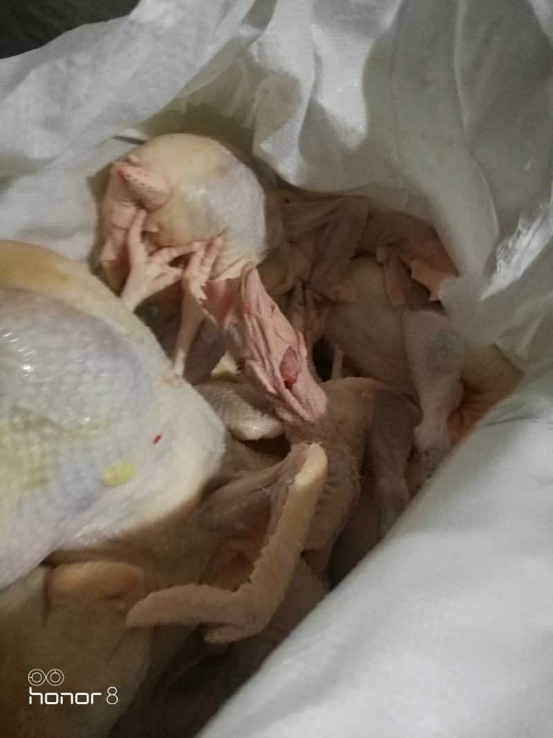 散养农家老母鸡鸡肉，厂家直供品质保障，量大优惠，来电