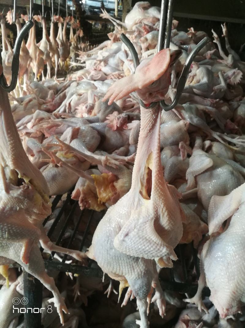 散养农家老母鸡鸡肉，厂家直供品质保障，量大优惠，来电