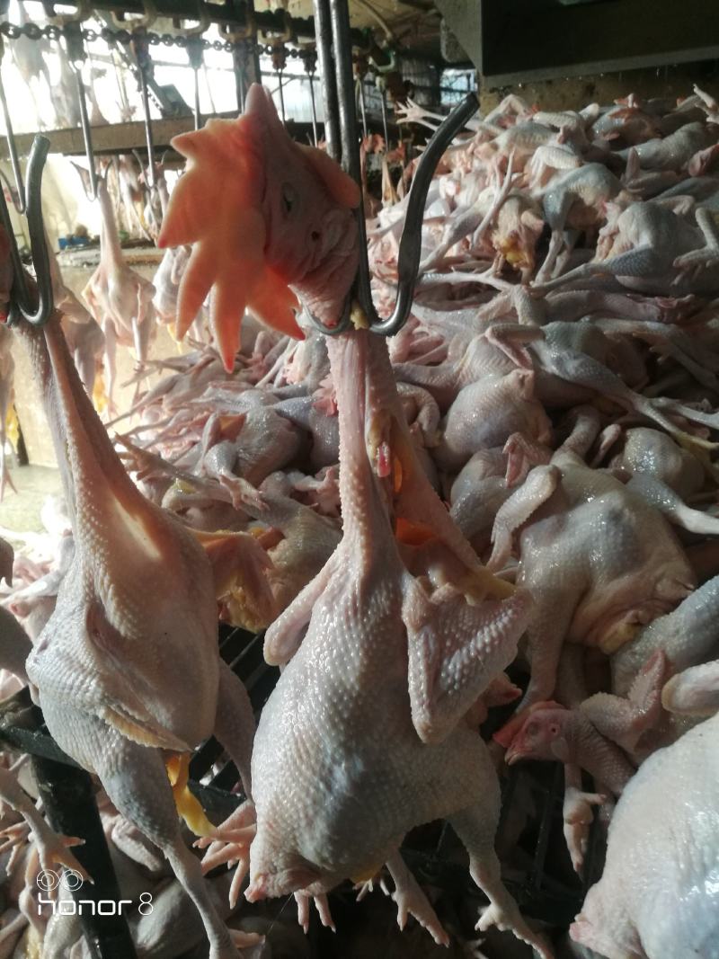 散养农家老母鸡鸡肉，厂家直供品质保障，量大优惠，来电