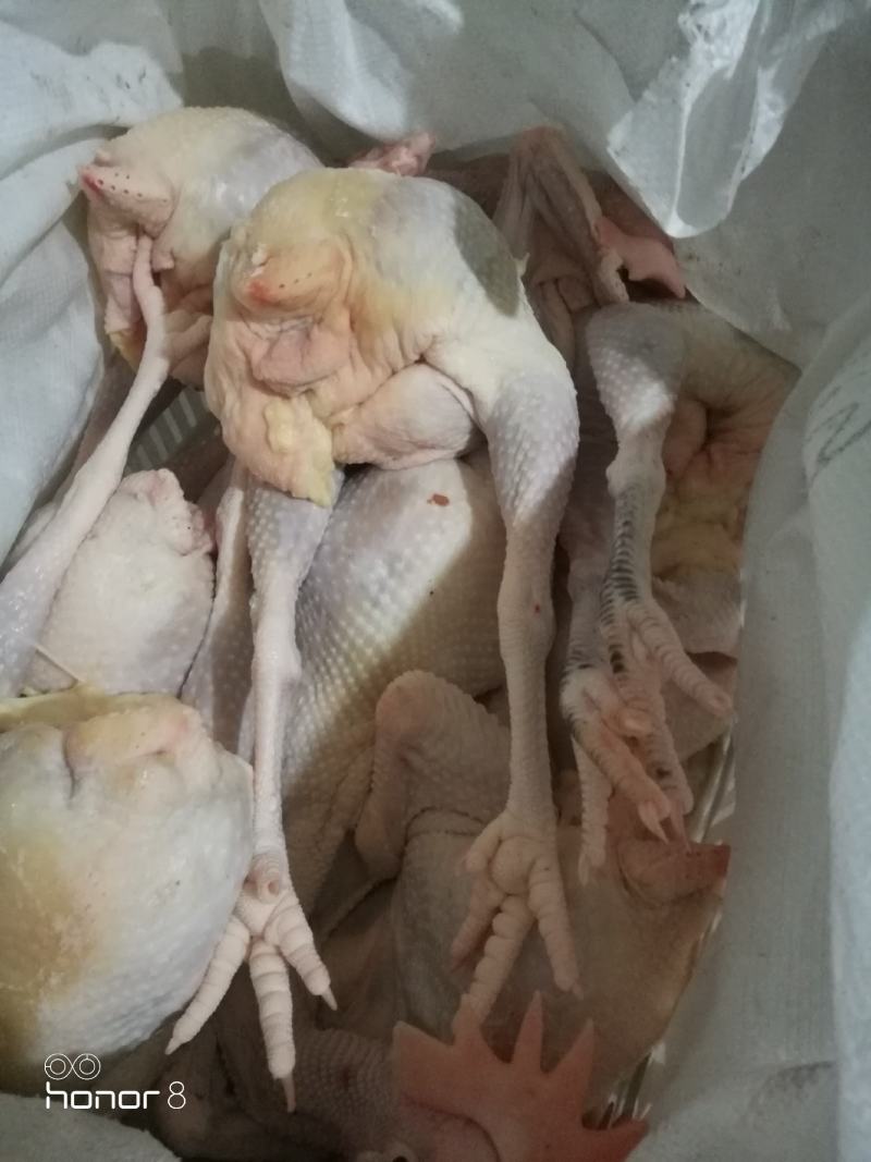 散养农家老母鸡鸡肉，厂家直供品质保障，量大优惠，来电