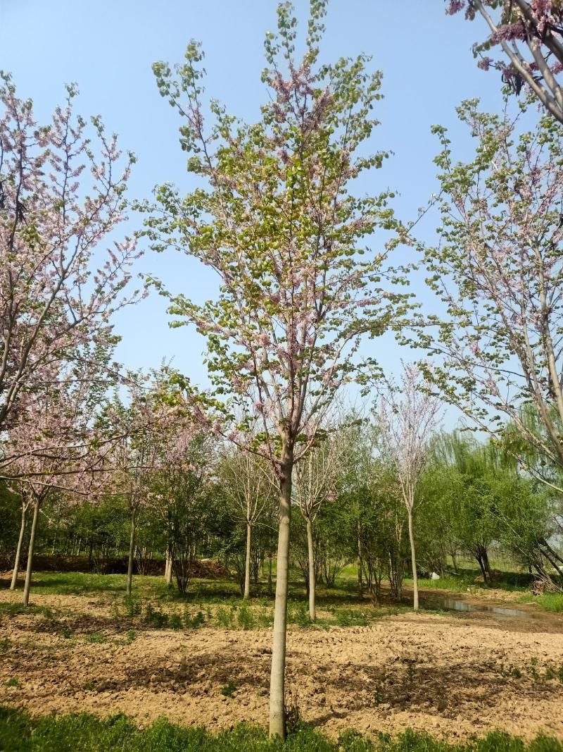 高杆巨紫金8-15公分，量大从优，350亩，基地直销，