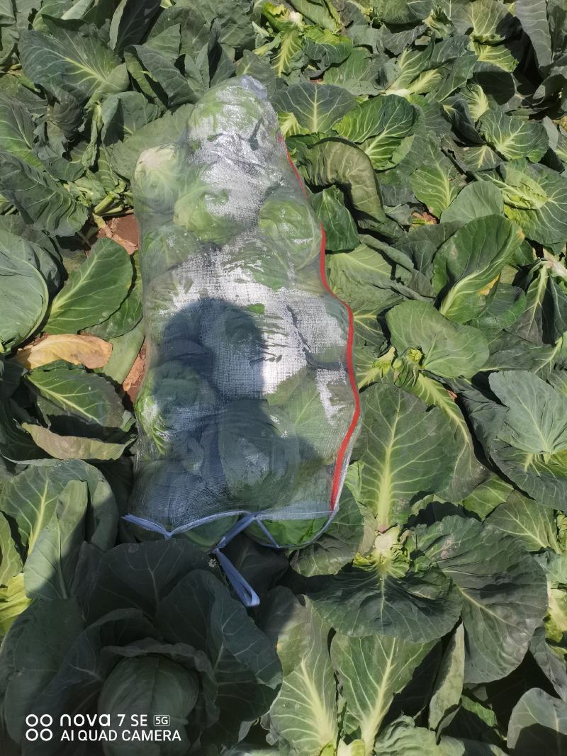 包菜甘蓝大量有货，产地直达。欢迎各位新老顾客致电