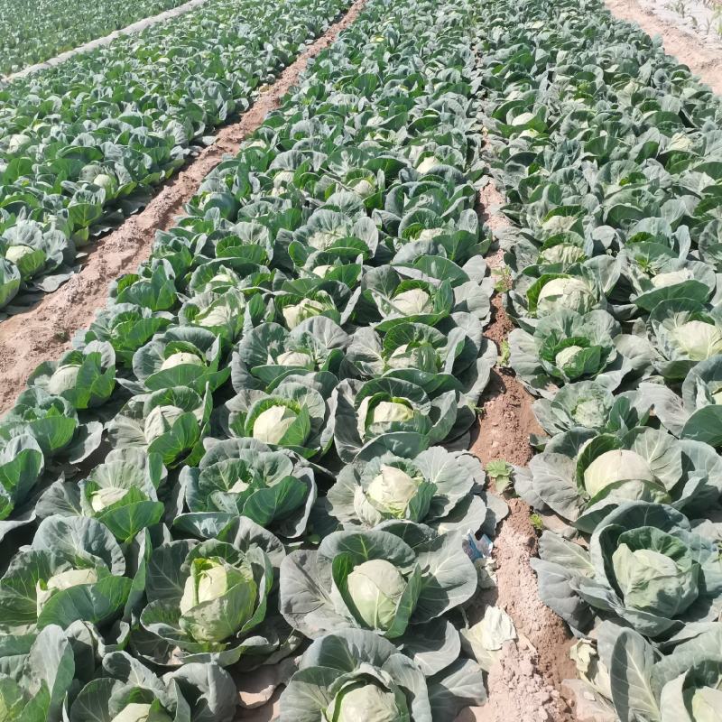 包菜甘蓝大量有货，产地直达。欢迎各位新老顾客致电