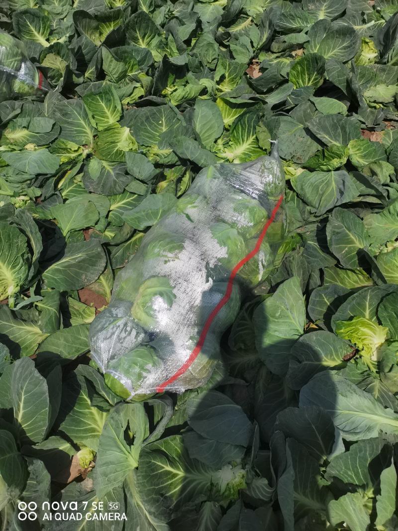 包菜甘蓝大量有货，产地直达。欢迎各位新老顾客致电