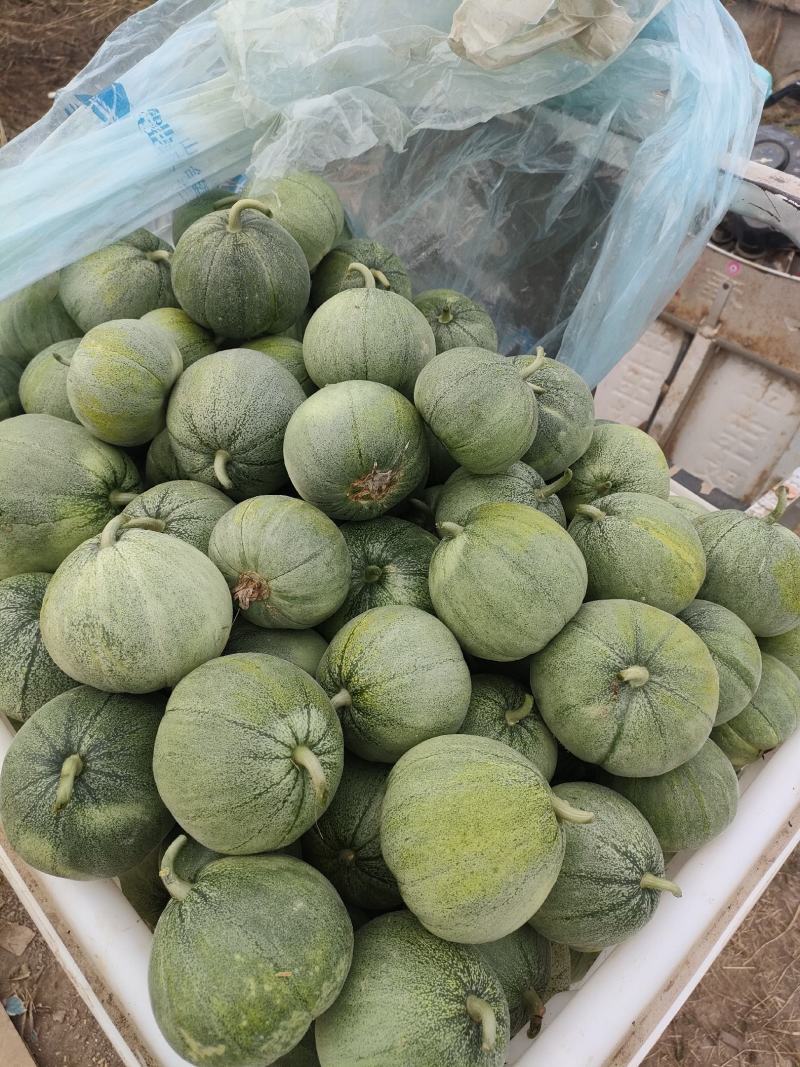 精品山东甜瓜，208，绿宝，博洋九，六一，花蕾等