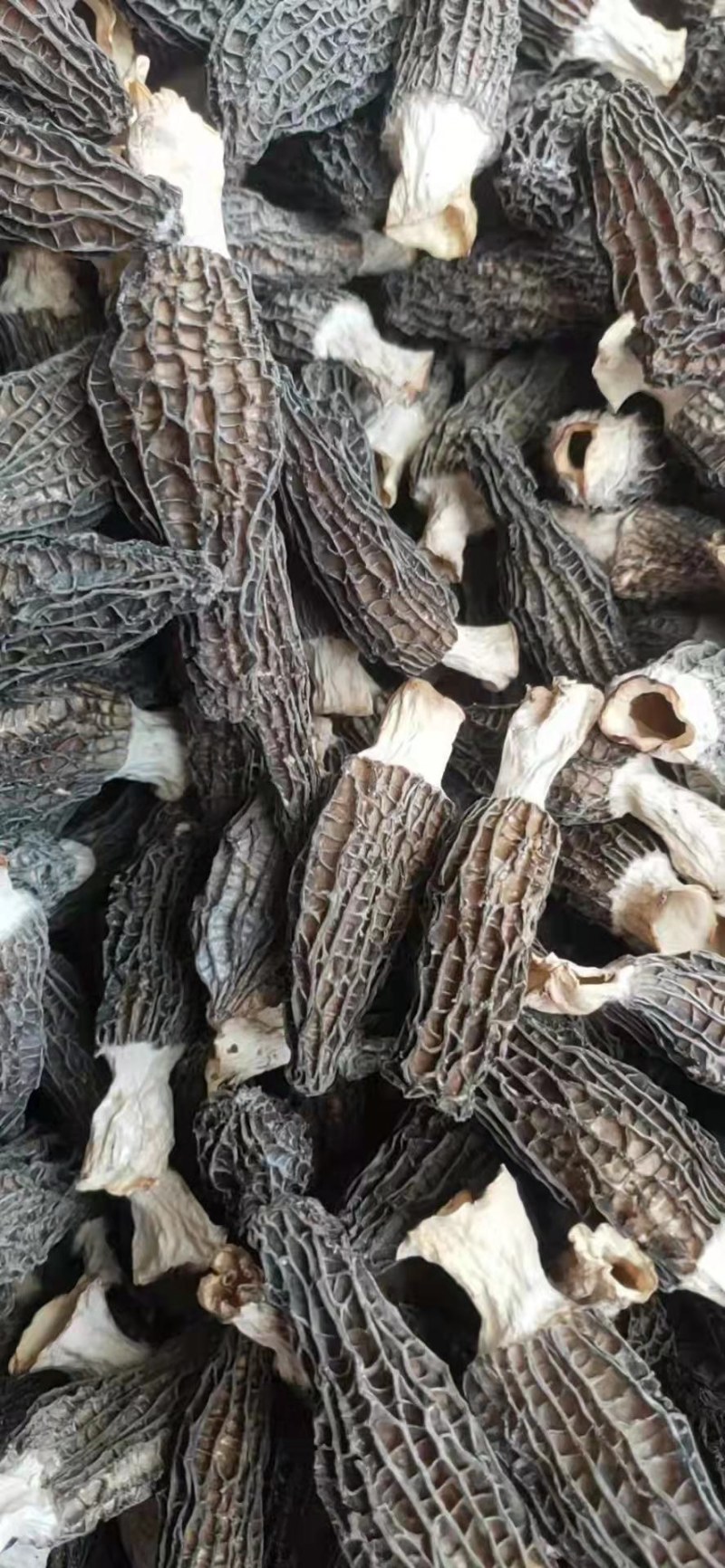 羊肚菌干货已上市！不零售，只接受批发