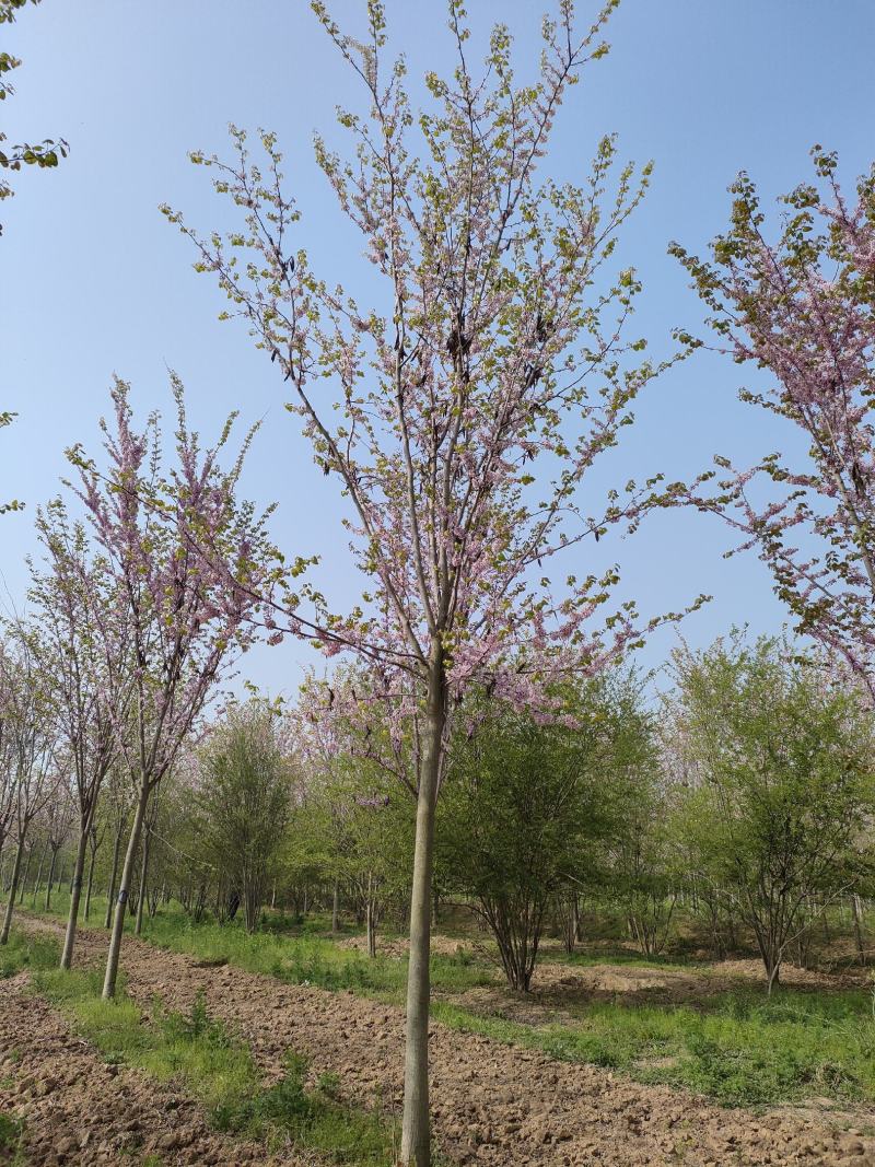 山东紫荆大量供应现挖现发好养耐活规格齐全品质保证