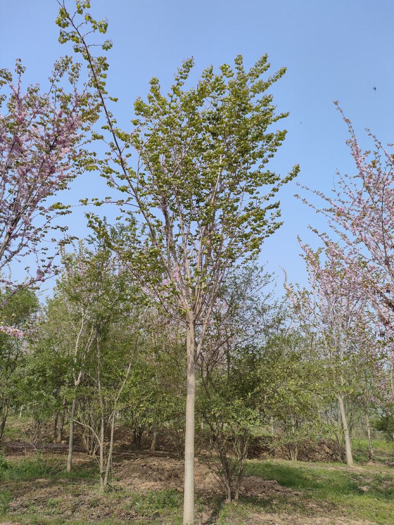 山东紫荆大量供应现挖现发好养耐活规格齐全品质保证