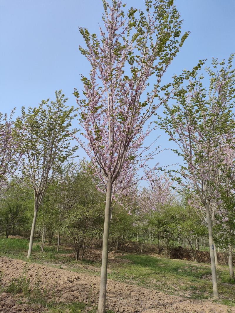 山东紫荆大量供应现挖现发好养耐活规格齐全品质保证