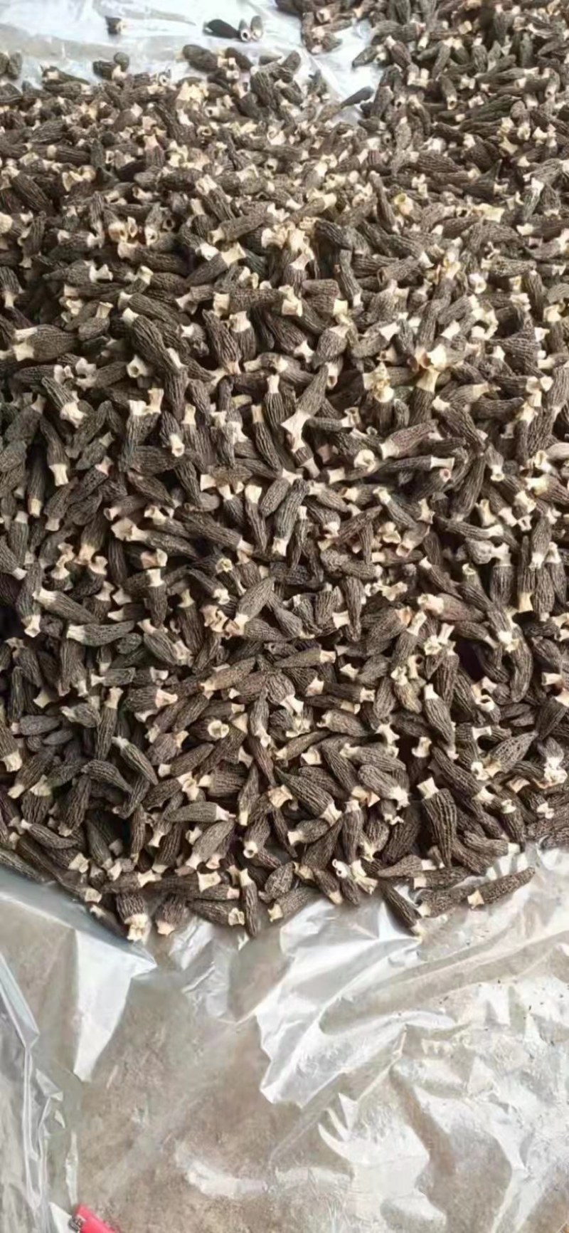 羊肚菌干货！干货！只接受批发！不零售