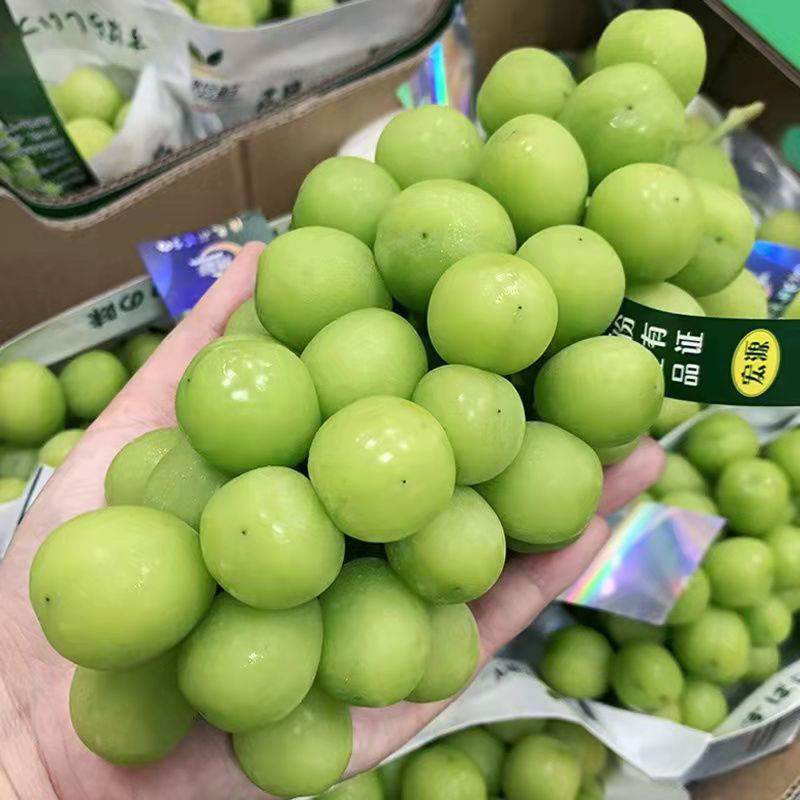 湖南常德阳光玫瑰
