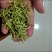 中药材金银花头茬散装特极花茶药食同源泡茶药用清香
