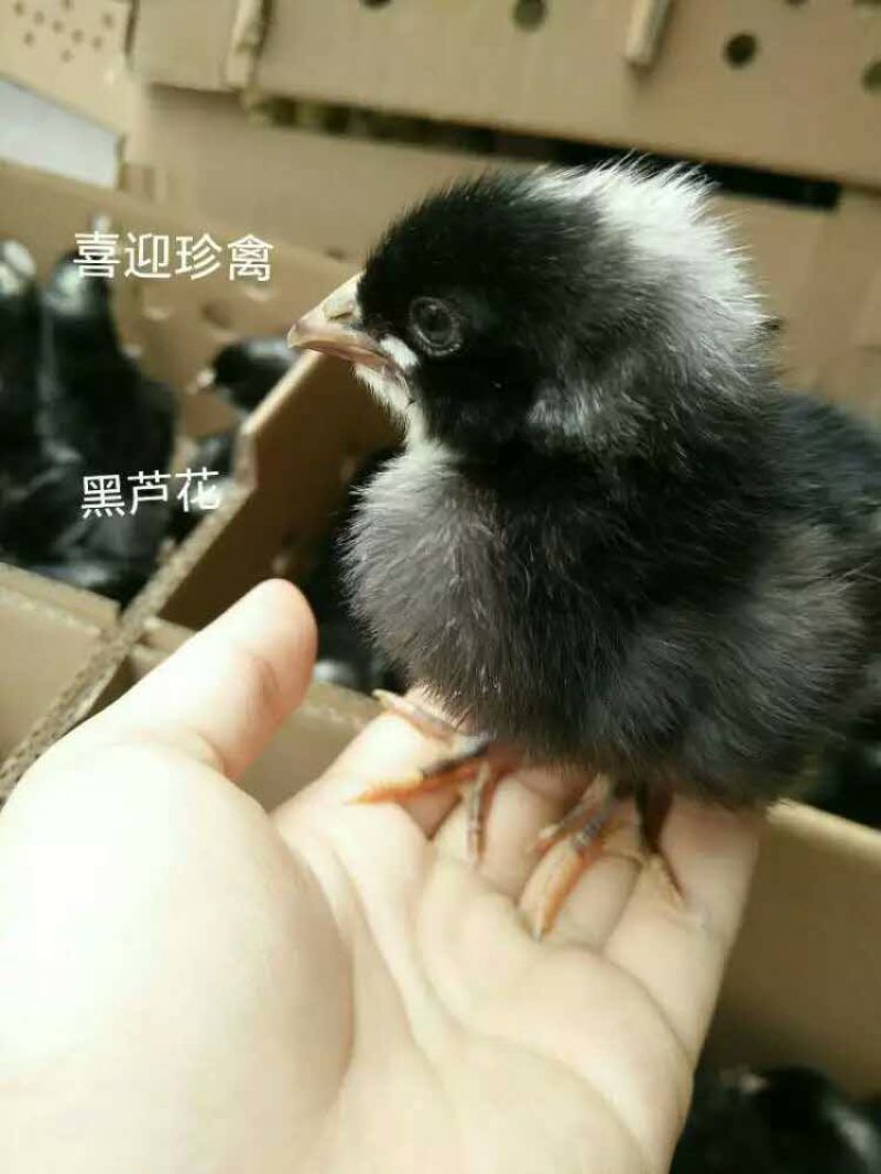 芦花鸡苗，快大黑芦花鸡苗，成年母鸡体重6斤左右，