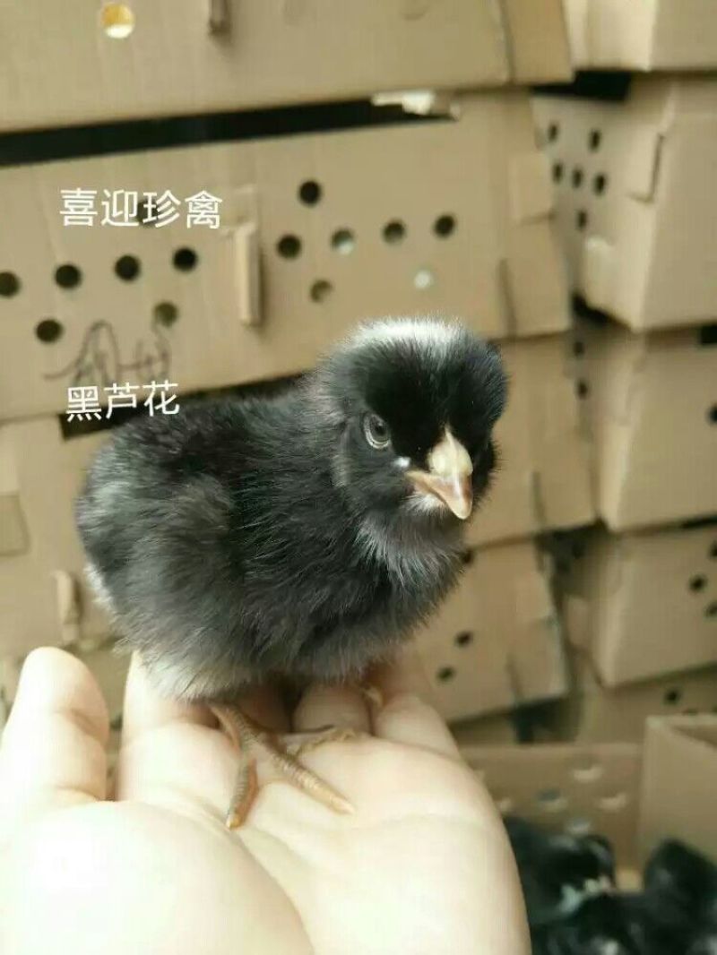 芦花鸡苗，快大黑芦花鸡苗，成年母鸡体重6斤左右，
