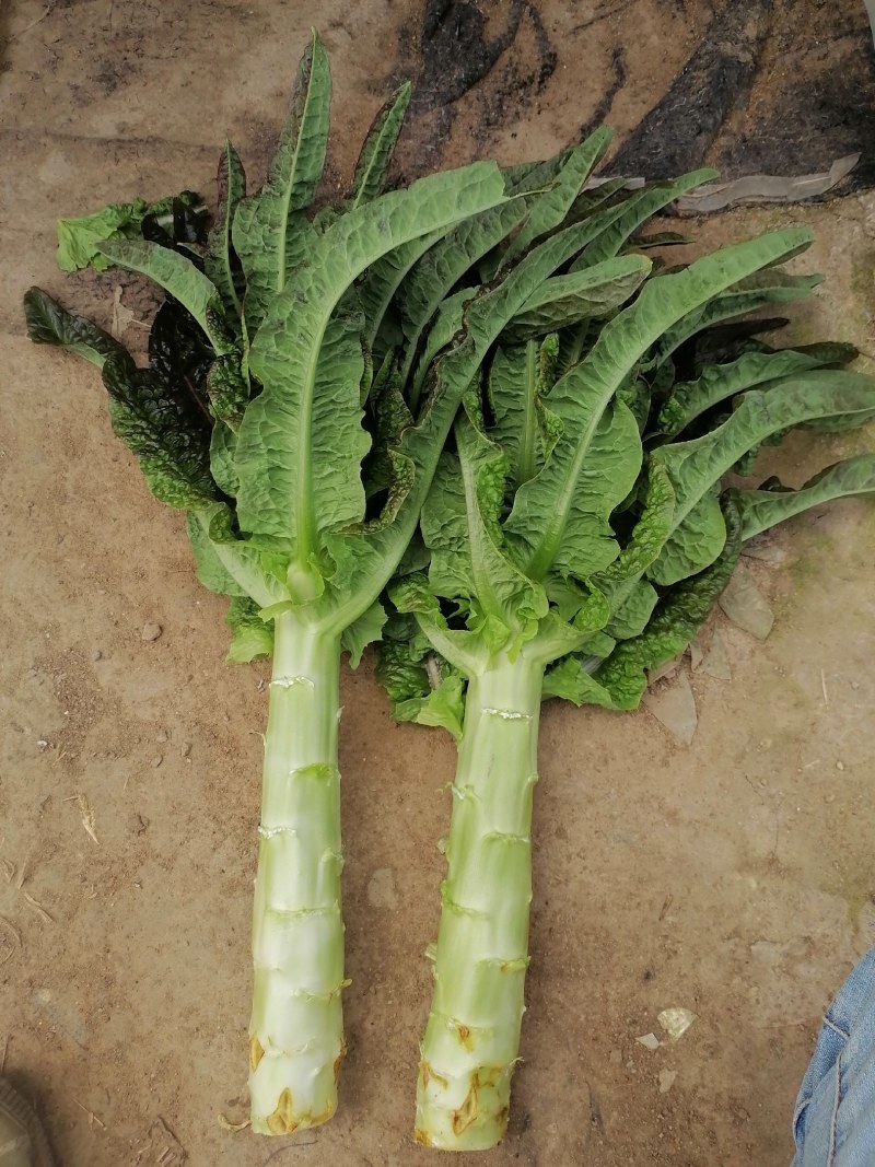 50亩基地大棚香莴苣，