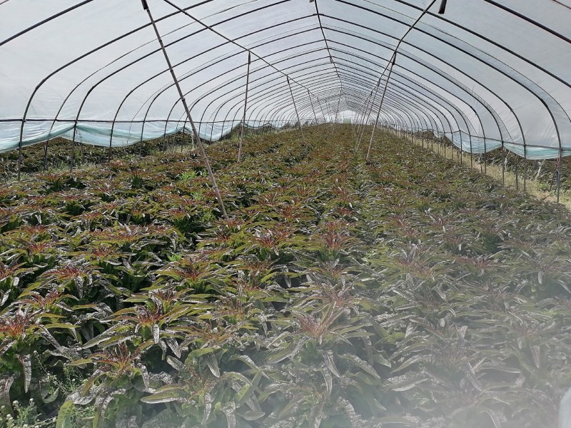 50亩基地大棚香莴苣，