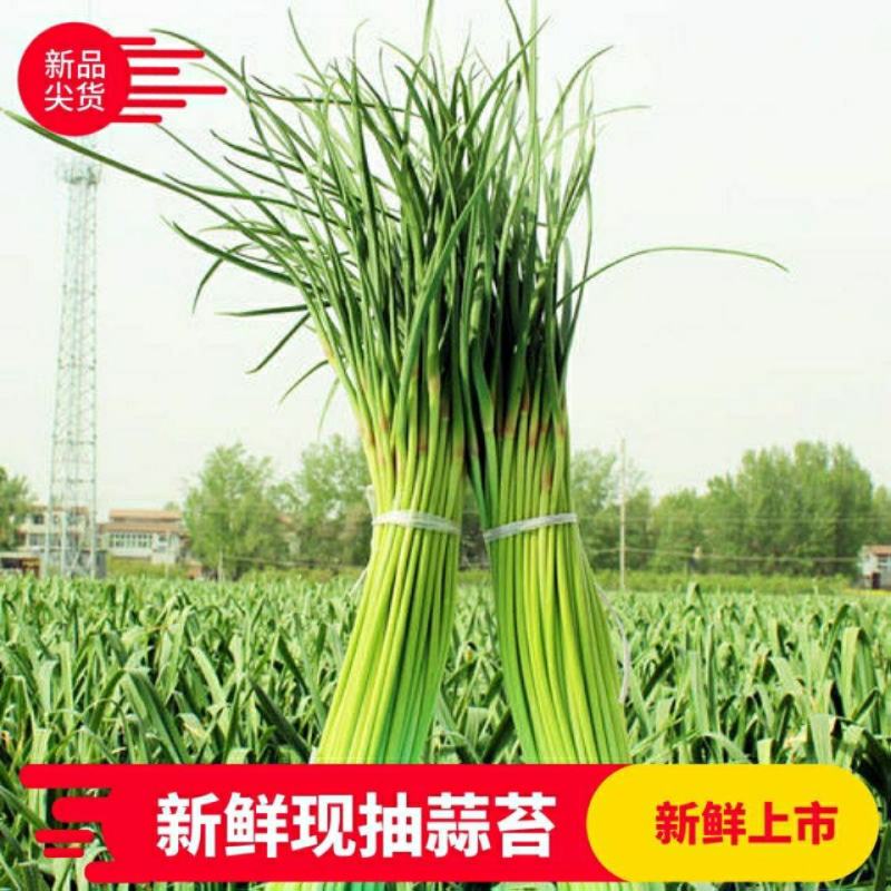 优质杂交蒜薹纯绿色零污染